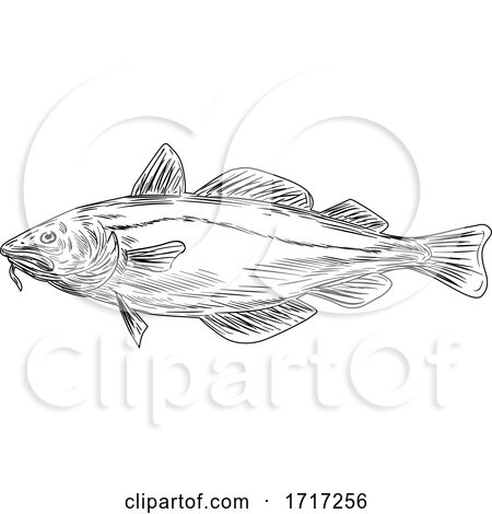 Atlantic Cod Codling Fish Viewed from Side Drawing Black and White by patrimonio