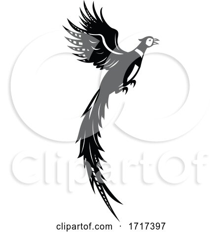 Silhouette of Common or Ring Necked Pheasant Flying up Retro Black and White by patrimonio