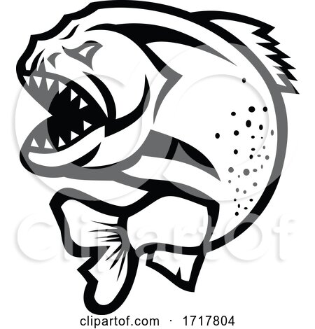 Angry Piranha Jumping up Isolated Black and White by patrimonio
