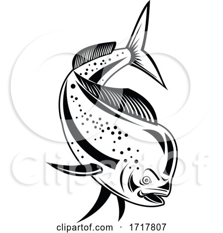 Mahi mahi or Common Dolphinfish Diving down Retro Black and White by patrimonio