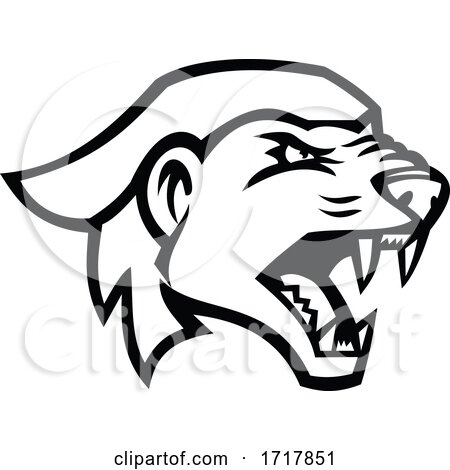 Head of an Angry Honey Badger Mascot Black and White by patrimonio