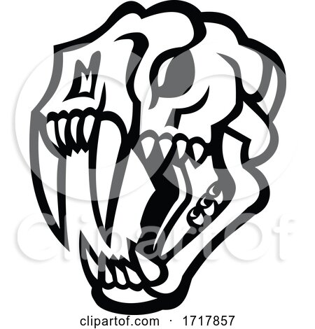 Skull of Saber Toothed Cat Mascot Black and White by patrimonio