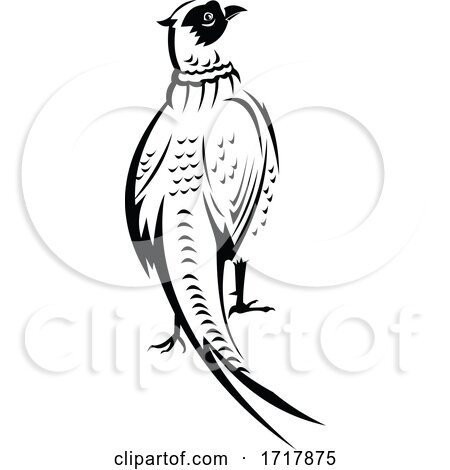 Ring Necked Pheasant or Common Pheasant Viewed from Rear Retro Black and White by patrimonio