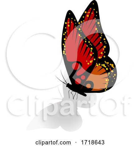 Red and Orange Butterfly with a Shadow by elaineitalia