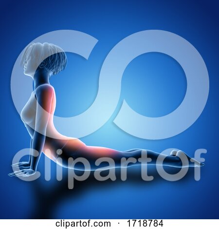 3D Female Figure in Cobra Pose with Muscles Used Highlighted by KJ Pargeter