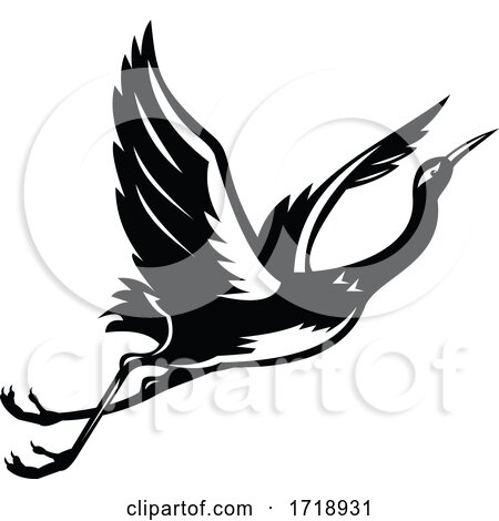 White Faced Heron White Fronted Heron Crane Flying up Retro Black and White by patrimonio