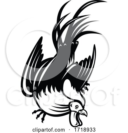 Junglefowl Cockerel or Rooster in Fighting Stance Retro Black and White by patrimonio