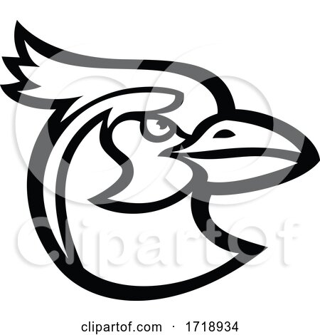 Head of Black Throated Magpie Jay Mascot Black and White by patrimonio