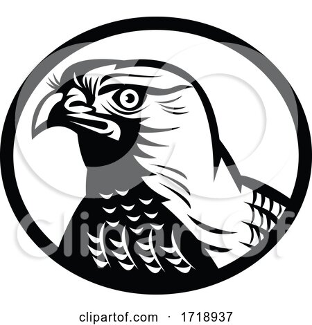 Head of a Northern Goshawk a Medium Large Diurnal Raptor Oval Retro Woodcut Black and White by patrimonio
