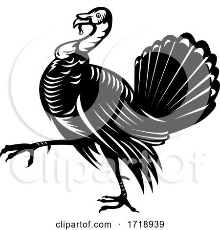 Wild Turkey Marching Side View Retro Black and White by patrimonio