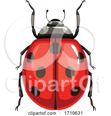 Ladybug by Vector Tradition SM