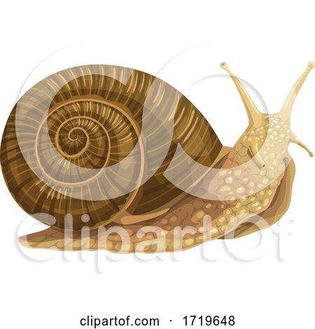 Snail by Vector Tradition SM