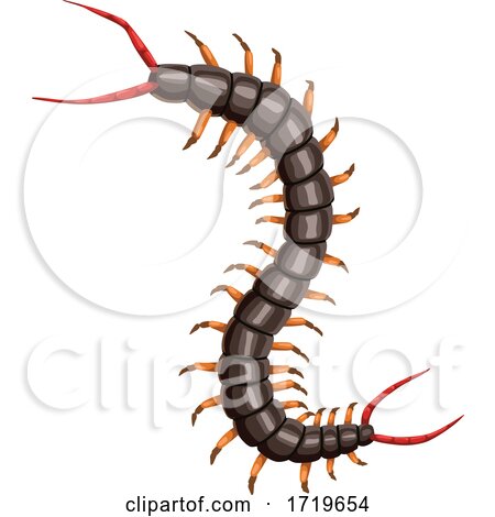 Centipede by Vector Tradition SM