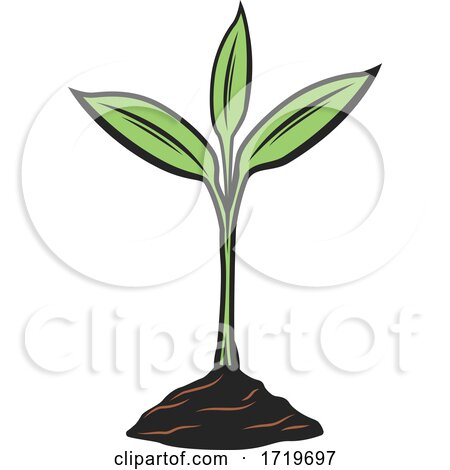 Seedling Plant by Vector Tradition SM