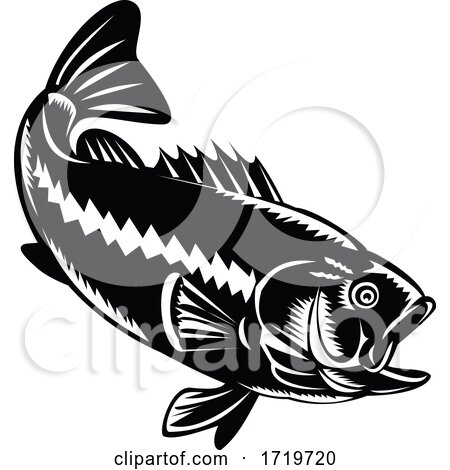 Largemouth Bass Diving down Black and White Retro Woodcut by patrimonio