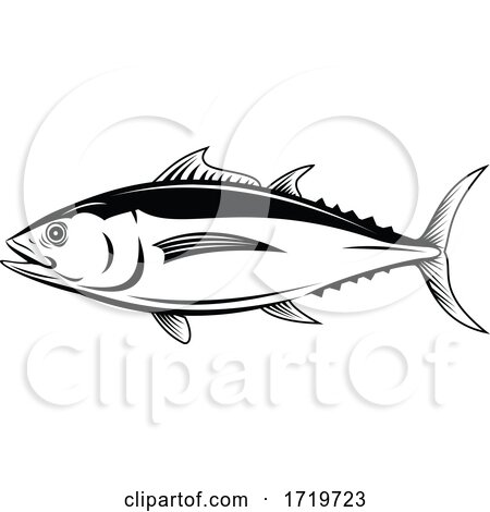 Albacore Thunnus Alalunga or Longfin Tuna Side View Retro Black and White by patrimonio