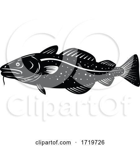 Atlantic Cod Gadus Morhua or Codling Side Woodcut Retro Black and White by patrimonio