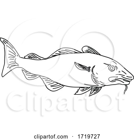 Atlantic Cod Gadus Morhua or Codling Side View Line Art Style Black and White by patrimonio