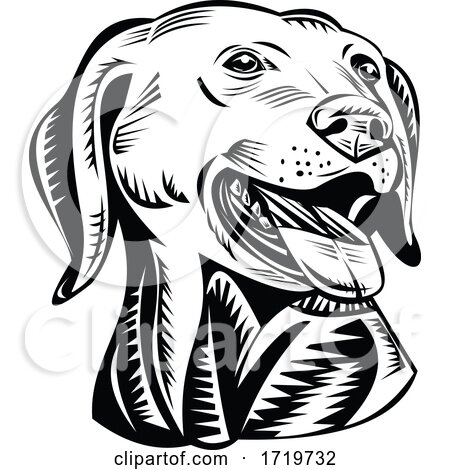 Head of a Labrador Retriever Gun Dog Retro Woodcut Black and White by patrimonio