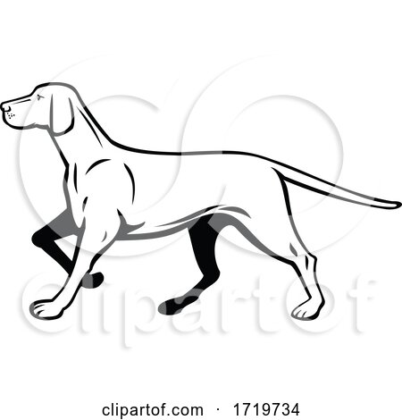 Hungarian or Magyar Vizsla Pointer Dog Walking Stalking Side View Retro Black and White by patrimonio