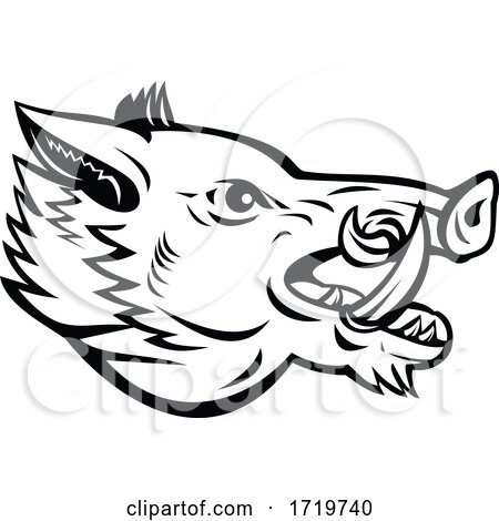 Wild Boar Sus Scrofa Wild Swine Common Wild Pig Head Side Mascot Black and White by patrimonio