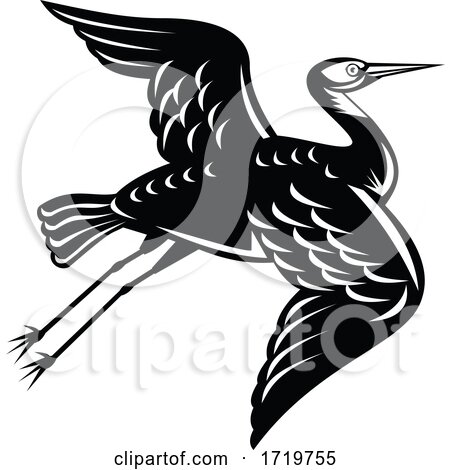 White Faced Heron Egretta Novaehollandiae or White Fronted Heron Flying Retro Woodcut Black and White by patrimonio