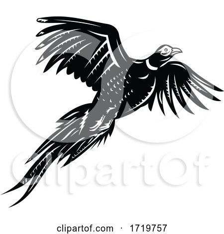 Ring Necked Pheasant Flying Retro Black and White by patrimonio
