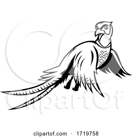 Ring Necked Pheasant Flying up Cartoon Black and White by patrimonio