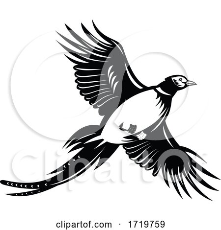 Ring Necked Pheasant Flying up Retro Black and White by patrimonio