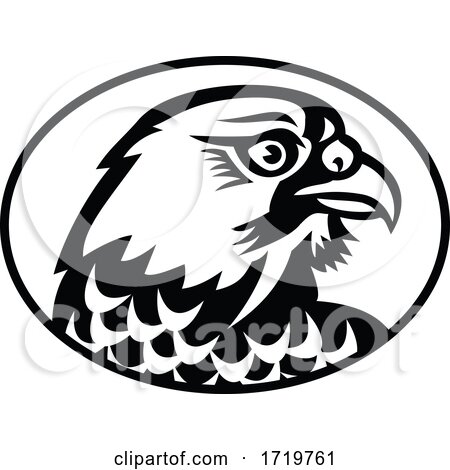 Head of Peregrine Falcon or the Duck Hawk Side Mascot Black and White by patrimonio