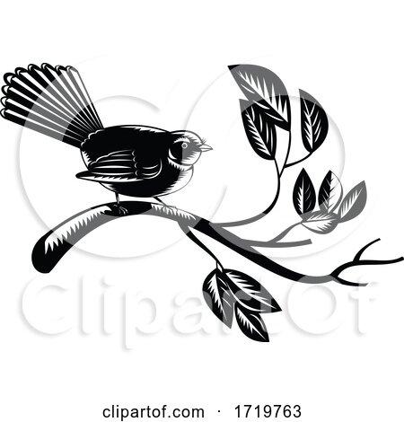 New Zealand Fantail Bird Rhipidura Fuliginosa Perching on Branch Retro Woodcut Black and White by patrimonio