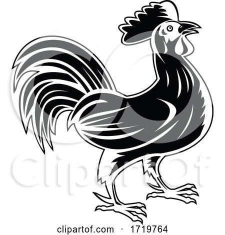 Rooster Jungle Fowl or Cockerel Looking up Side View Retro Woodcut Black and White by patrimonio