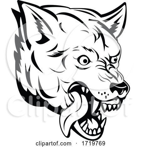 Head of an Aggressive and Angry Gray Wolf Grey Wolf or Canis Lupus Mascot Black and White by patrimonio