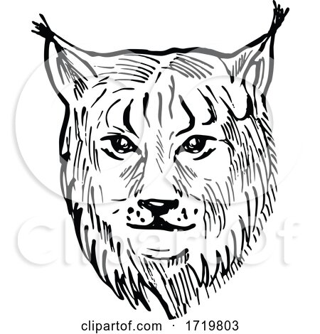 Head of a Eurasian Lynx Front View Scratchboard Style Black and White by patrimonio