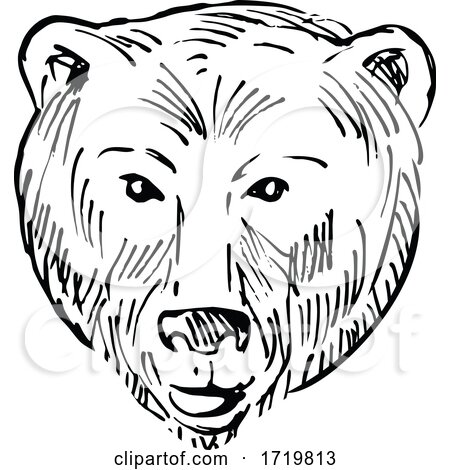 Head of a Brown Bear Ursus Arctos or Grizzly Bear Scratchboard Style Black and White by patrimonio