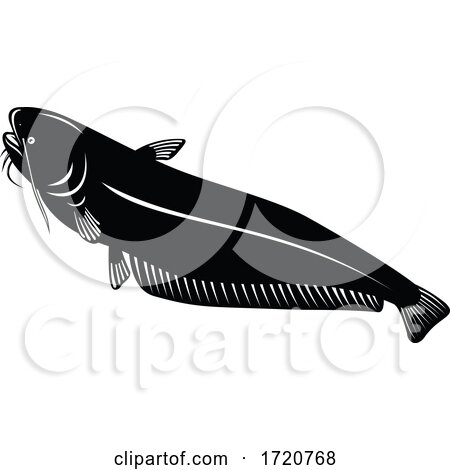 Wels Catfish or Sheatfish a Species of Large Catfish Going up Retro Woodcut Black and White Style by patrimonio