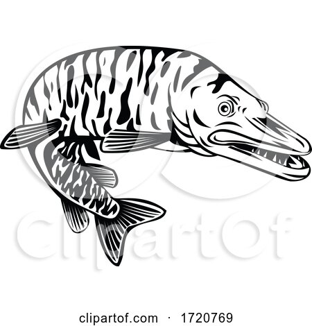 Tiger Muskellunge Esox Masquinongy Tiger Muskie Carnivorous Fish Retro Black and White by patrimonio