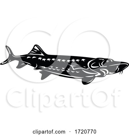 Atlantic Sturgeon Acipenser Oxyrinchus Oxyrinchus Swimming down Retro Woodcut Black and White by patrimonio