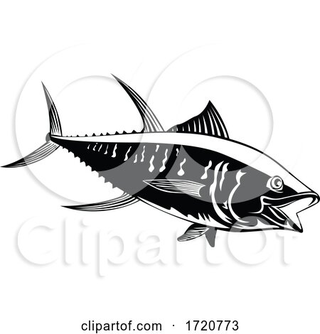 Yellowfin Tuna Thunnus Albacares or Ahi Swimming Side Retro Black and White by patrimonio