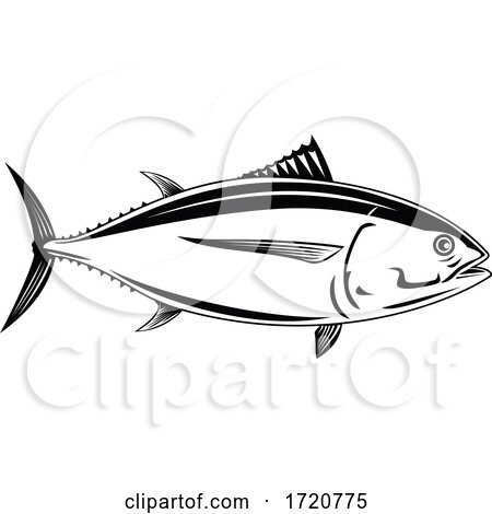 Pacific Albacore Thunnus Alalunga or Longfin Tuna Side View Retro Woodcut Black and White by patrimonio