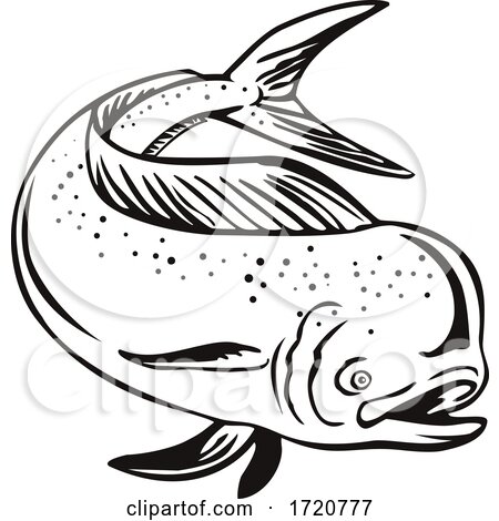 Dorado Mahi mahi or Common Dolphinfish Jumping up Retro Black and White by patrimonio