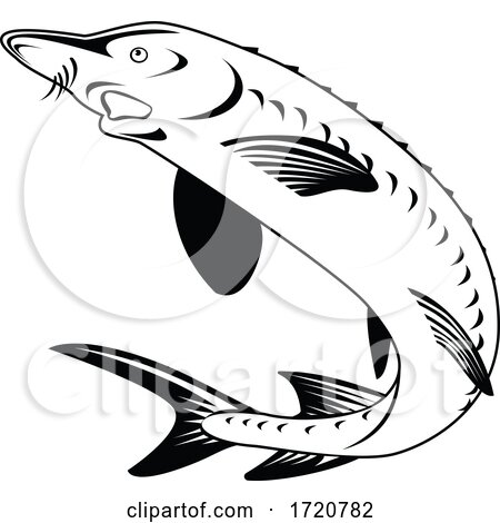 Atlantic Sturgeon or Gulf Sturgeon Acipenser Oxyrinchus Oxyrinchus Swimming up Retro Woodcut Black and White by patrimonio
