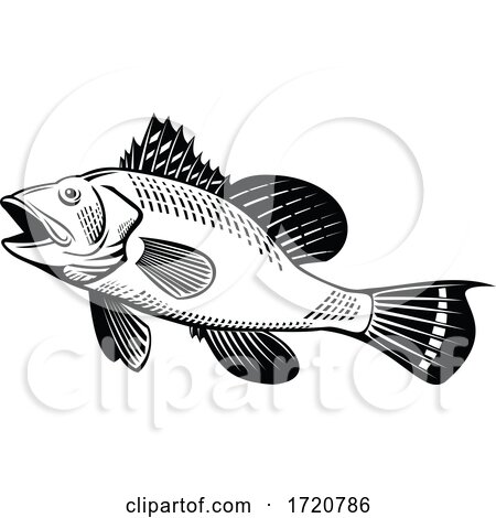 Black Sea Bass Centropristis Striata Swimming up Side Retro Woodcut Black and White by patrimonio