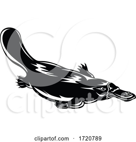 Duck Billed Platypus Ornithorhynchus Anatinus Swimming down Retro Woodcut Black and White by patrimonio