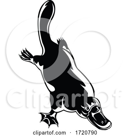 Duck Billed Platypus Ornithorhynchus Anatinus Diving Retro Woodcut Black and White by patrimonio
