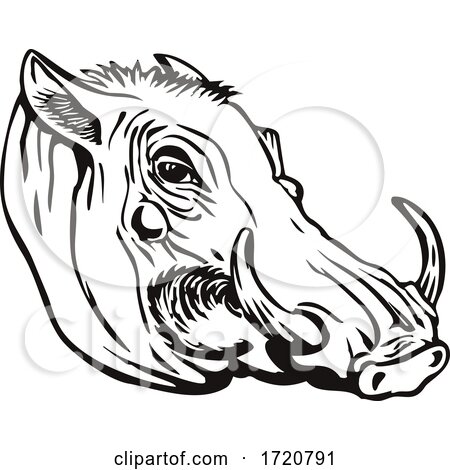Head of Common Warthog or Phacochoerus Africanus Side View Retro Woodcut Black and White by patrimonio
