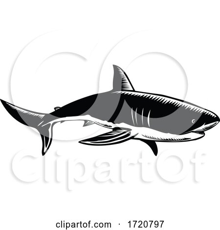 Great White Shark Carcharodon Carcharias White Shark or White Pointer Side View Retro Woodcut Black and White by patrimonio