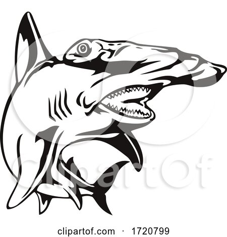 Scalloped Hammerhead Shark or Sphyrna Lewini Front View Retro Woodcut Black and White by patrimonio