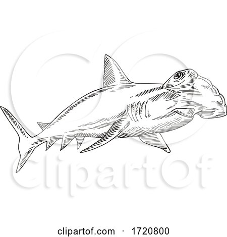 Great Hammerhead Sphyrna Mokarran the Largest Species of Hammerhead Shark Etching Black and White Style by patrimonio