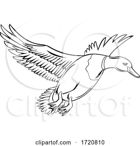Male Bird or Drake Mallard That Is a Dabbling Duck Flying up Retro Black and White Style by patrimonio